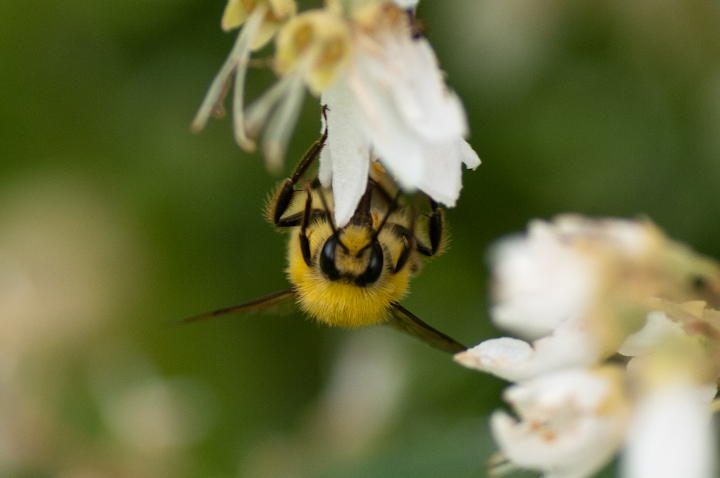 R}nio` Bombus ardens ardens