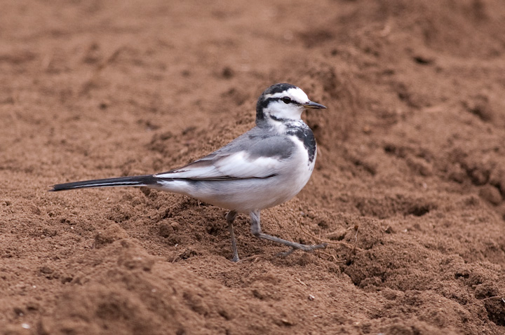  	Motacilla alba nNZLC