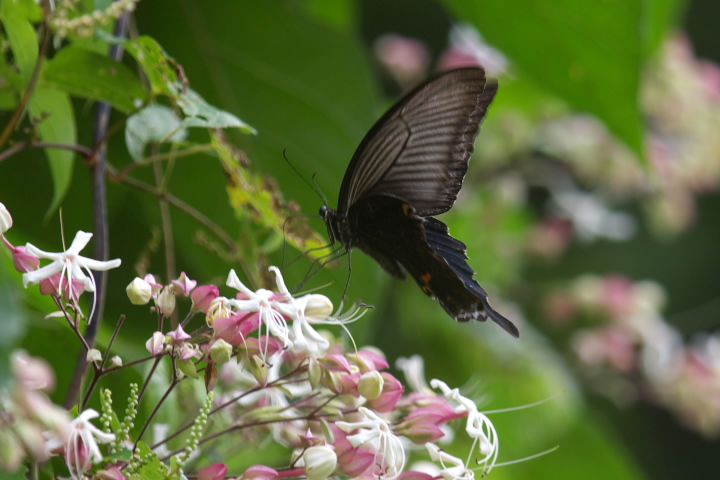 Papilio bianor NAQn 