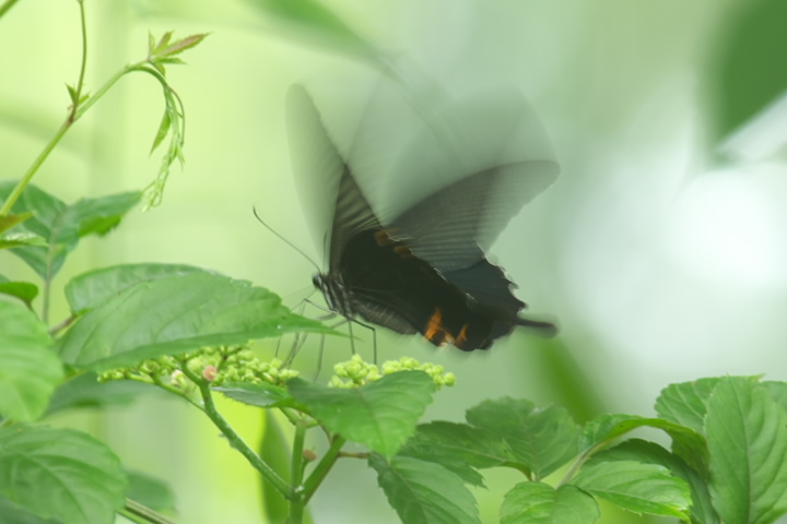 Papilio protenor NAQn 