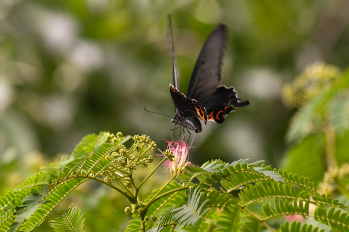 NAQn Papilio protenor