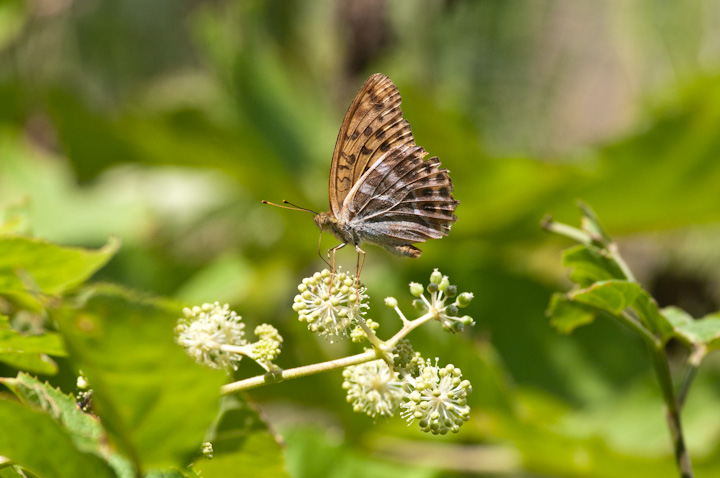 Argynnis paphia	Silver-washed Fritillary	~hqE