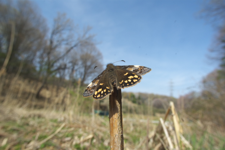 Erynnis montanus ~}ZZ