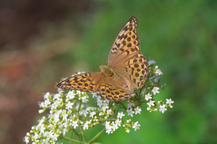 Argynnis paphia	Silver-washed Fritillary	~hqE