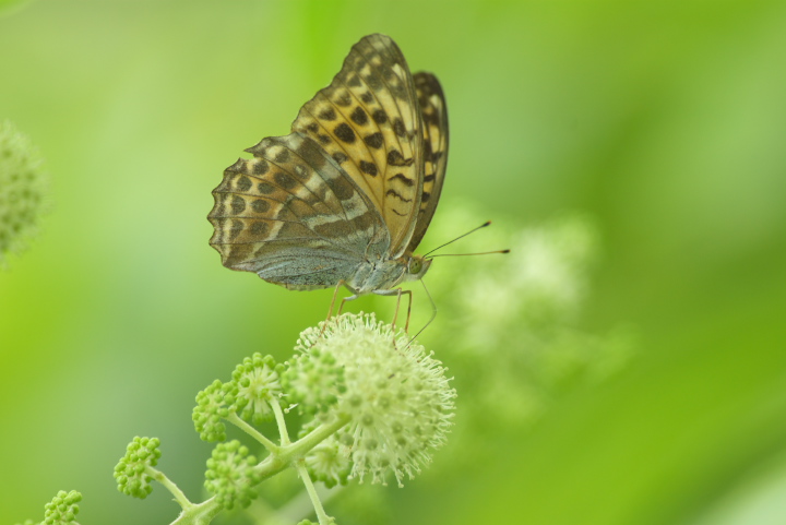 Argynnis paphia ~hqE