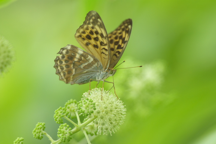 Argynnis paphia ~hqE