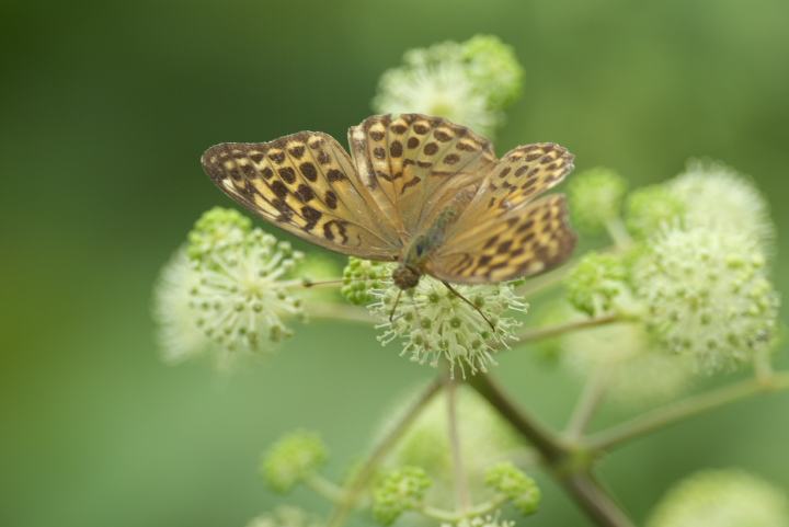 Argynnis paphia ~hqE