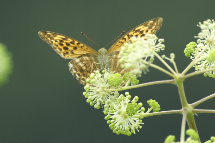 Argynnis paphia ~hqE