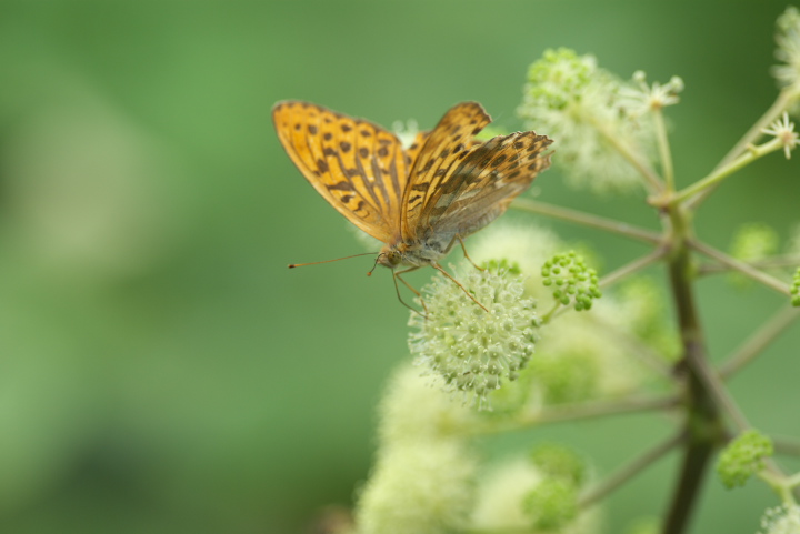 Argynnis paphia ~hqE