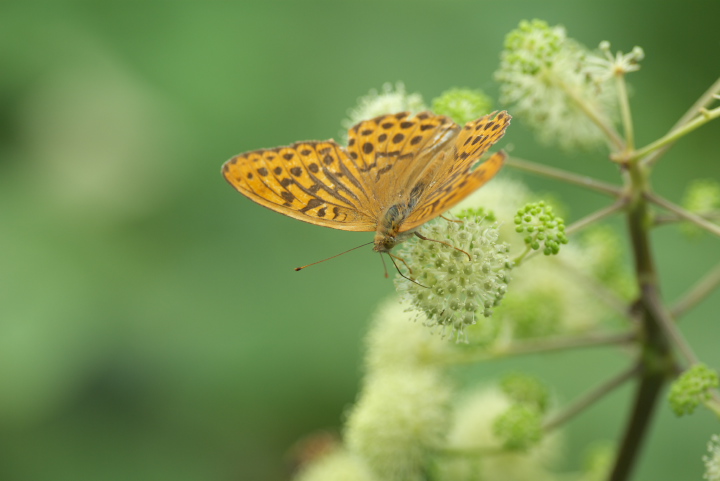 Argynnis paphia ~hqE