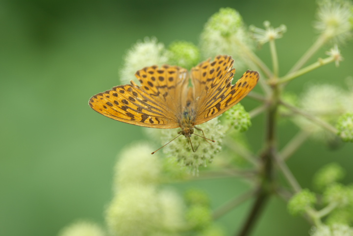 Argynnis paphia ~hqE