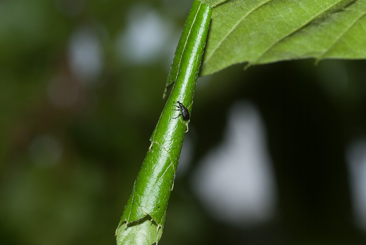 qNIgVu~ Apoderus erythrogaster