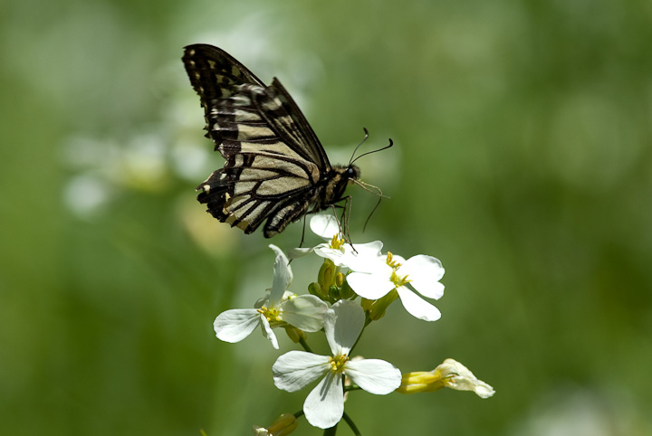  	Papilioxuthus Linnaeus  AQn`E