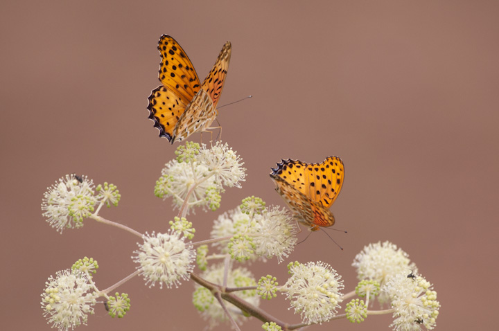 Argyreus hyperbiusi 	Indian Fritillary 	c}OqE