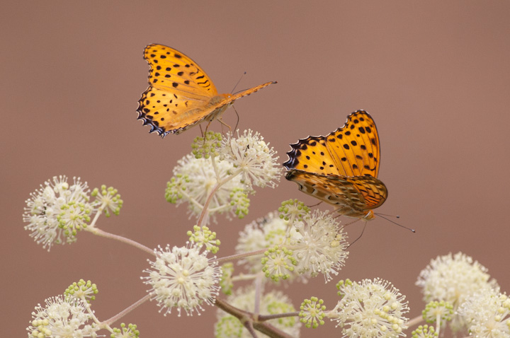 Argyreus hyperbiusi 	Indian Fritillary 	c}OqE