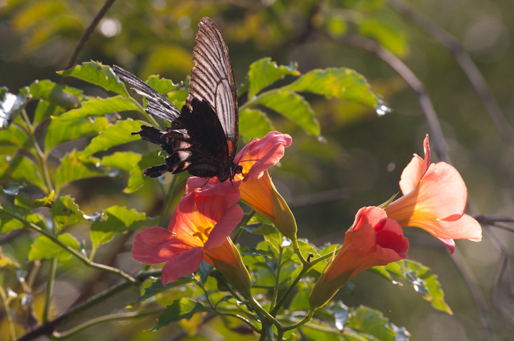 Papilio memnon 	Great Mormon 	iKTLAQn