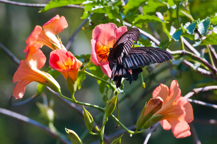 Papilio memnon 	Great Mormon 	iKTLAQn