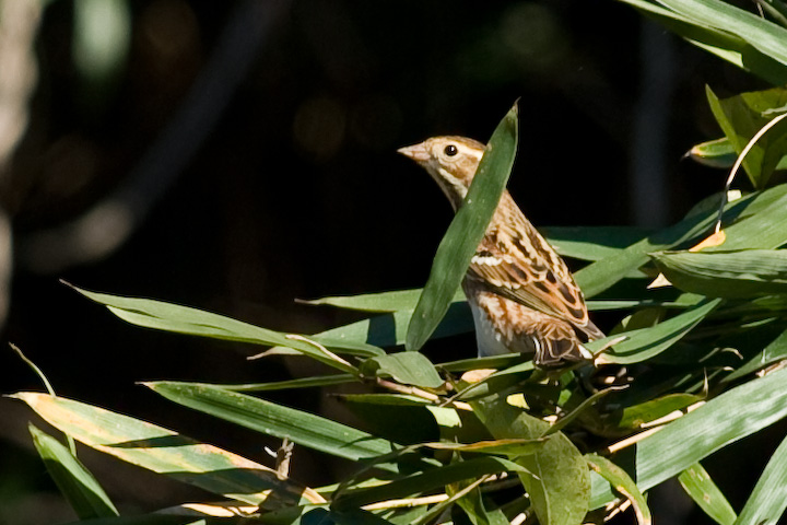 }~W^qo ? Anthus novaeseelandiae ?