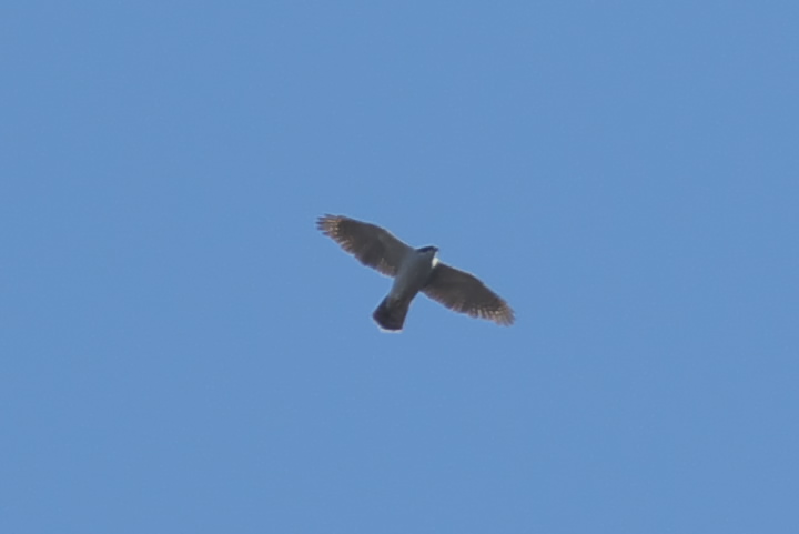 Accipiter gentilis II^J 