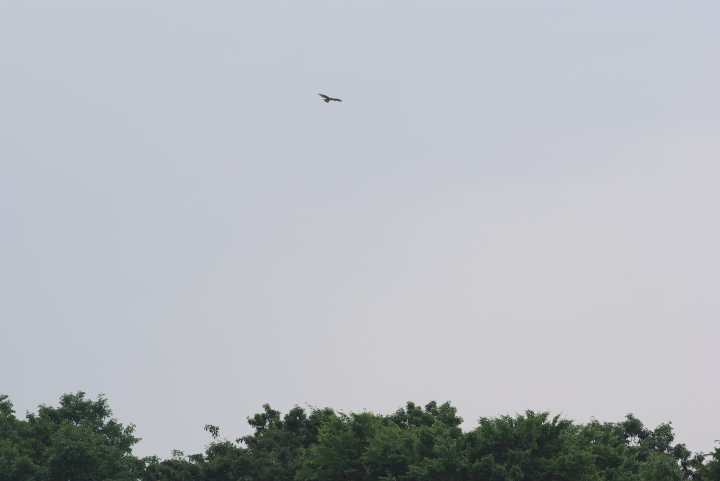 Accipiter gentilis II^J