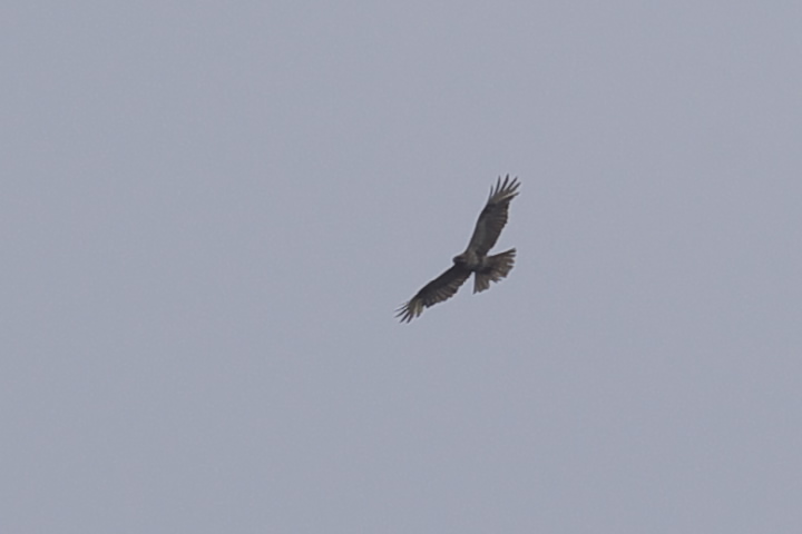 Accipiter gentilis II^J