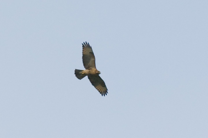 Buteo buteo  mX