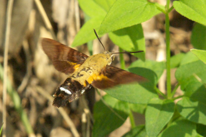 IIXJVo Cephonodes hylas