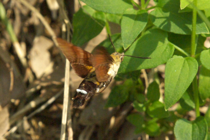 IIXJVo Cephonodes hylas