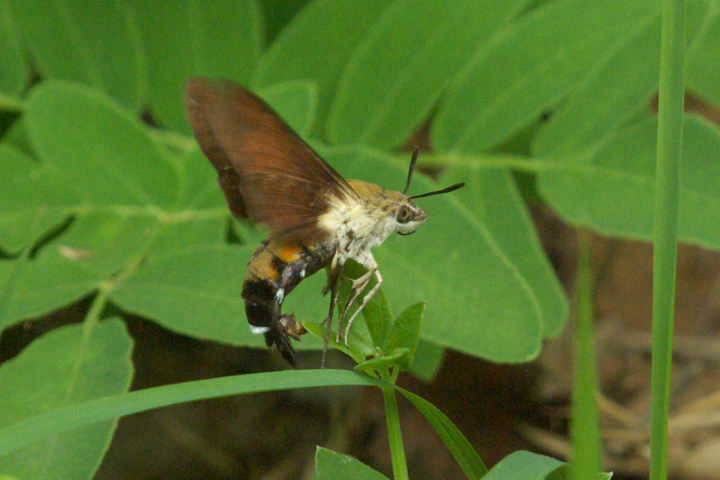 IIXJVo Cephonodes hylas