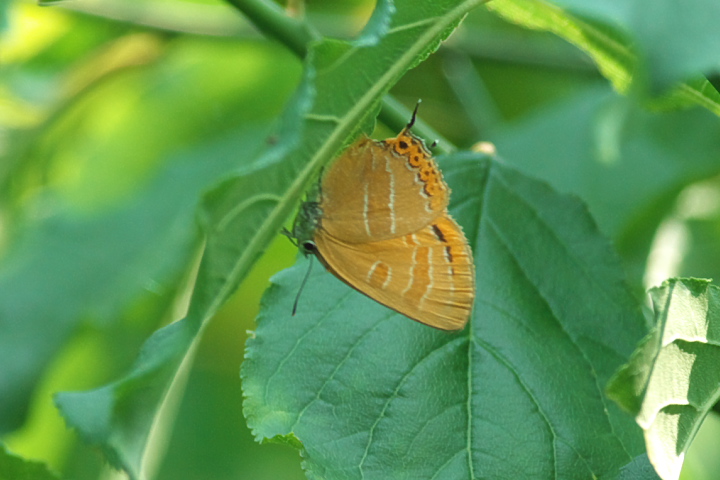 Japonica lutea AJVW~