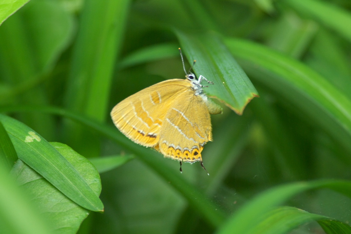 Japonica lutea AJVW~