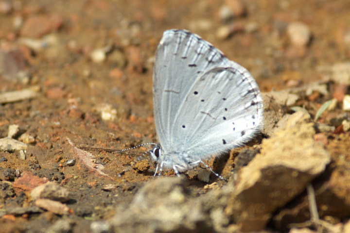 Celastrina argiolus VW~