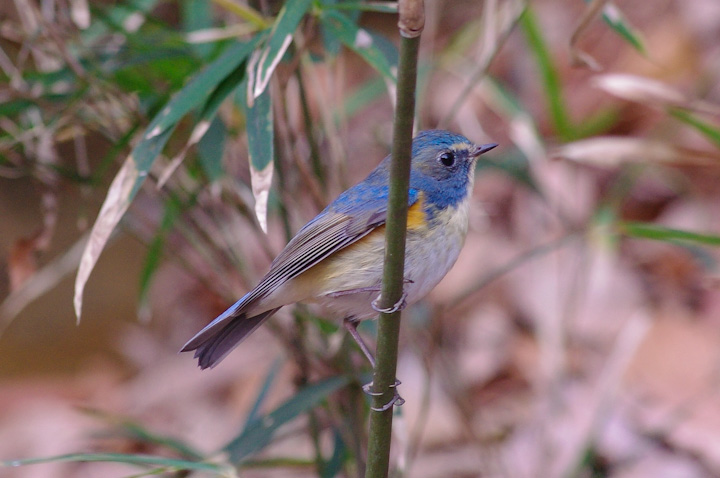 Tarsiger cyanurus r^L