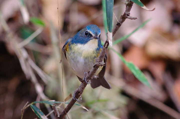 Tarsiger cyanurus r^L