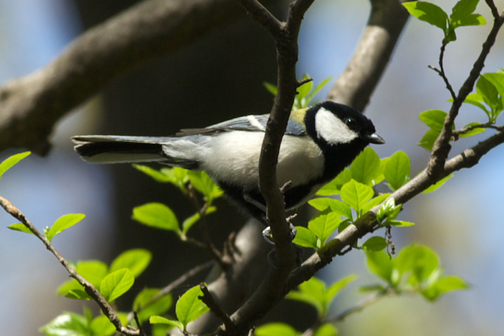 VWEJ Parus major