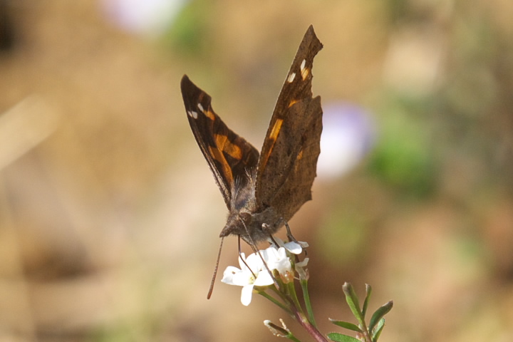 Libythea celtis eO`E