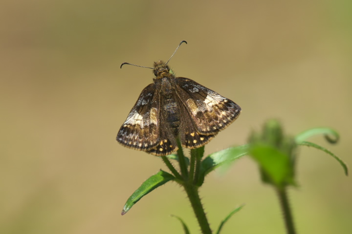 Erynnis montanus ~}ZZ 