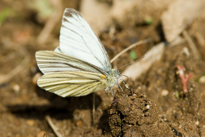 Pieris melete  XWOV`E