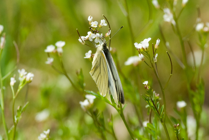 Pieris melete  XWOV`E