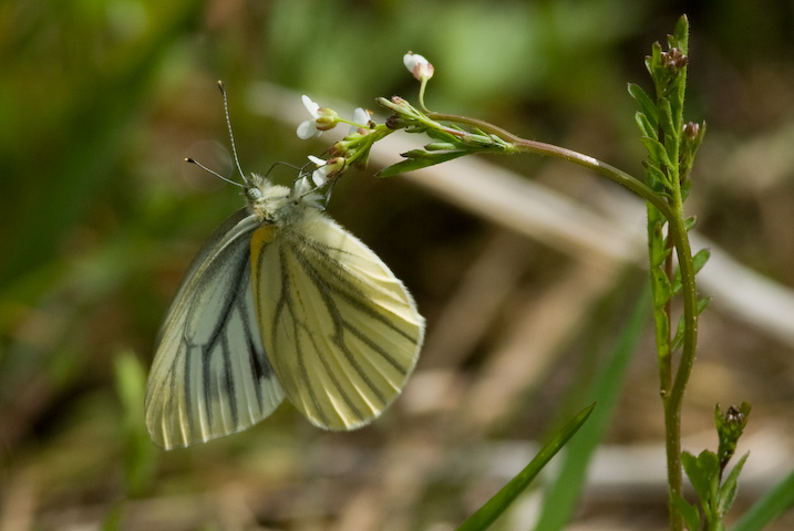 Pieris melete  XWOV`E