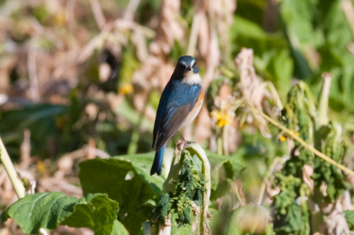 r^L Tarsiger cyanurus 