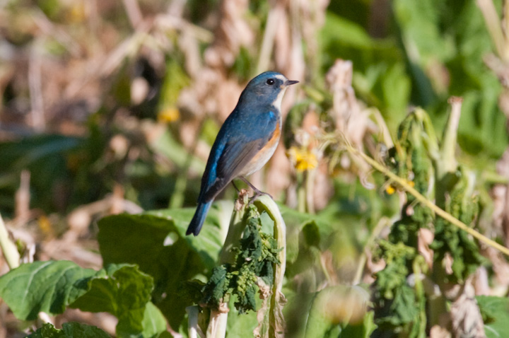 r^L Tarsiger cyanurus 