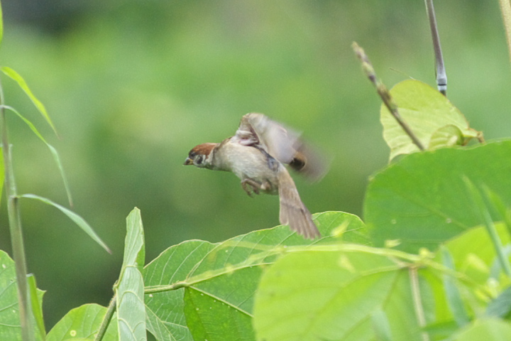 Passer montanus XY