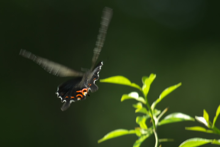 Papilio bianor JXAQn