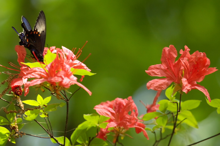 JXAQn Papilio bianor