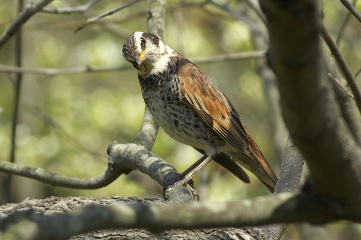 cO~ Turdus naumanni