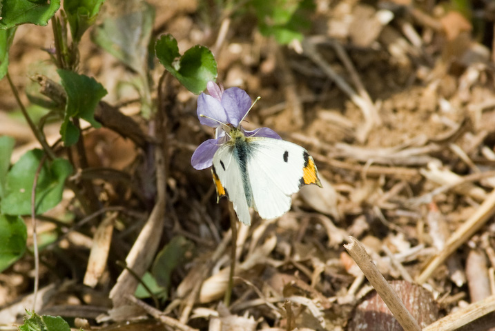 Anthocharis scolymus  c}L`E