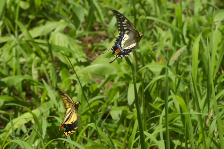 Papilio machaon  LAQn 