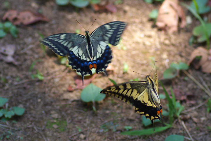 Papilio machaon  LAQn 