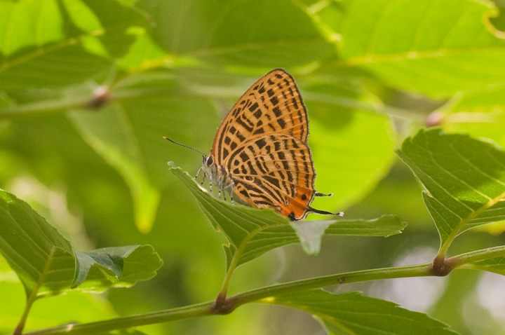 Japonica saepestriata  Ei~AJVW~